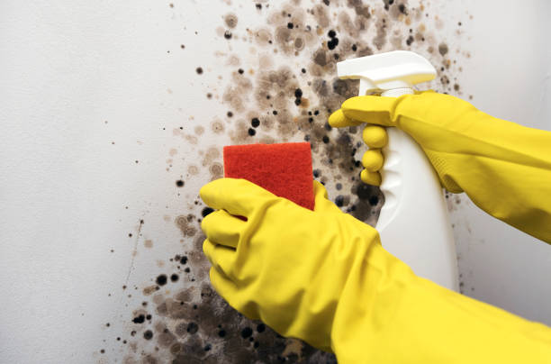 Best Basement Mold Remediation in Pioneer Village, KY