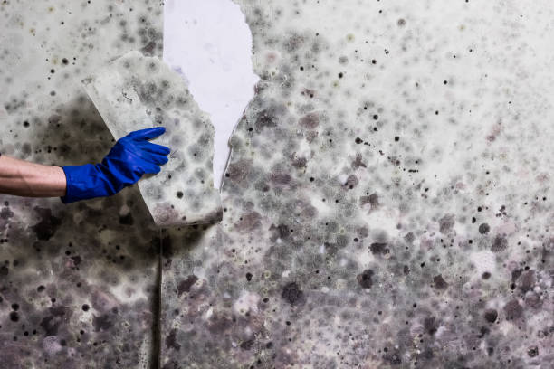 Best White Mold Remediation in Pioneer Village, KY